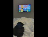 Black pug dog watches cartoon show television