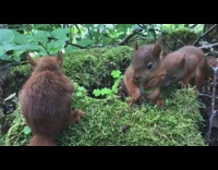 Grey jacket girl brown baby squirrel chipmunk