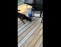 Collab BitchMP - Black dog pulls bbq grill on porch 