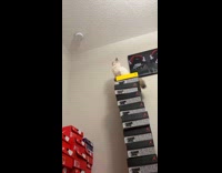 Kitten falls from top of shoe boxes 