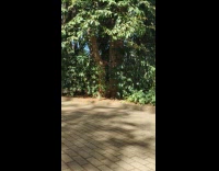 Shirtless man hands behind head hidden between trees