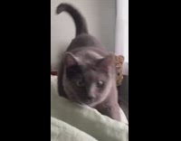 Big fat cast jumps onto bed for scratches