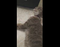 Cat bites and plays with rubber band 