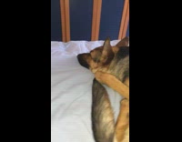 Dog wakes up from squeaky toy noise 