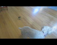 White dog runs away from baby duck 