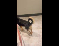 Collab Clips MPUGC - Dog knows their apartment floor 