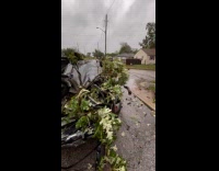 Huge tree branch falls on submitters car 
