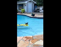 Cat on boogie board in pool