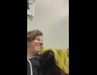 Collab BitchMP - Cat sneeze