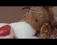 Girl holds feeds brown snail apple food