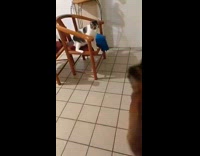 Dog excited spins around while cat watches