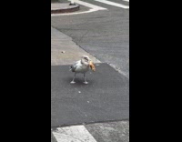 Giant bird eats whole bagel while walking