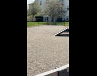 Brown dog with zoomies run around park