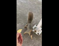 Squirrel comes towards camera to get half a cracker and then runs away to eat it