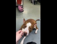 Collab Clips MPUGC - Woman feeding chicken to narcoleptic dog