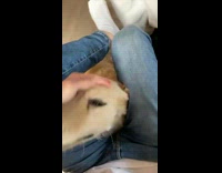 Guy snap dog show up between legs