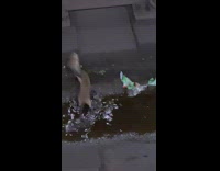 Two rats fight on subway train tracks