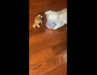 Grey kitten licks empty purple tuna can 