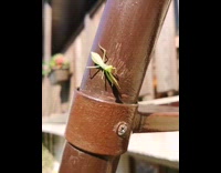 Praying mantis on brown metal jump towards filmer