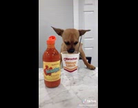 Chihuahua eating instant noodles at table