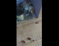 Cat lays down next to paint bucket