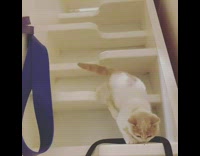 Brown white kitten cat climbs down shelf