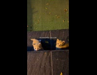 SUBMITTED FIRST TO BITCH - Woman taking pictures of kitten at park
