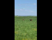Two brown cows run and chase rabbit field