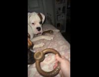 Collab Clips MPUGC2 - Dog doesnt want to share chew bone