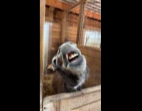 Donkey lip syncing cats in the cradle