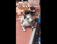 Robot dogs petted on table by people