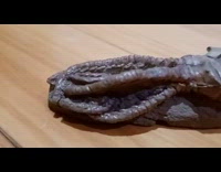 Crinoid fossil on wooden table stone tentacles
