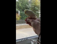 Three birds fight over lettuce in hand 