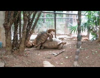 Two large tortoise mate in zoo tree