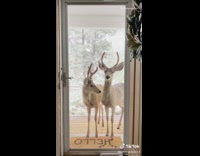 Two deer on wood porch door snow 