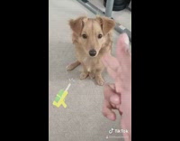 Guy finger gun brown dog rolls over