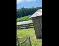 Collab VIBES - Kid chased by turkeys and fell on ditch