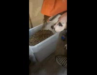 Dalmatian eats refill food no patience 