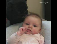 black pug licking babies forehead constantly 