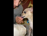 Collab BitchMP - Dog tries to drink soda and likes it 