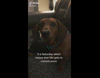 Brown dog smiling at camera