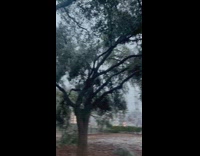 Tree branch falls down at dog park