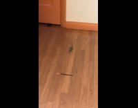 Collab Clips MPUGC - Lizard climbed on womans bed 