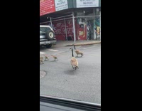 Two geese cross street with baby goslings 