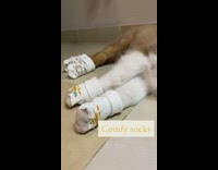 Brown puppy dog sleeps socks blue pacifier 