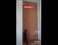 Cat learns how to open front door 