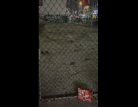 Rats and mice in gated area 