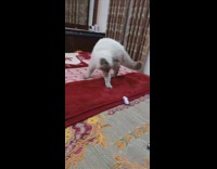 Collab PLC - Cat plays and tries to bite an eraser 