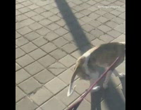 Large dog purple leash runs green leaf 