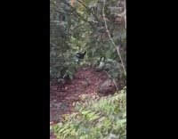 Guy comes across large black blue bird 